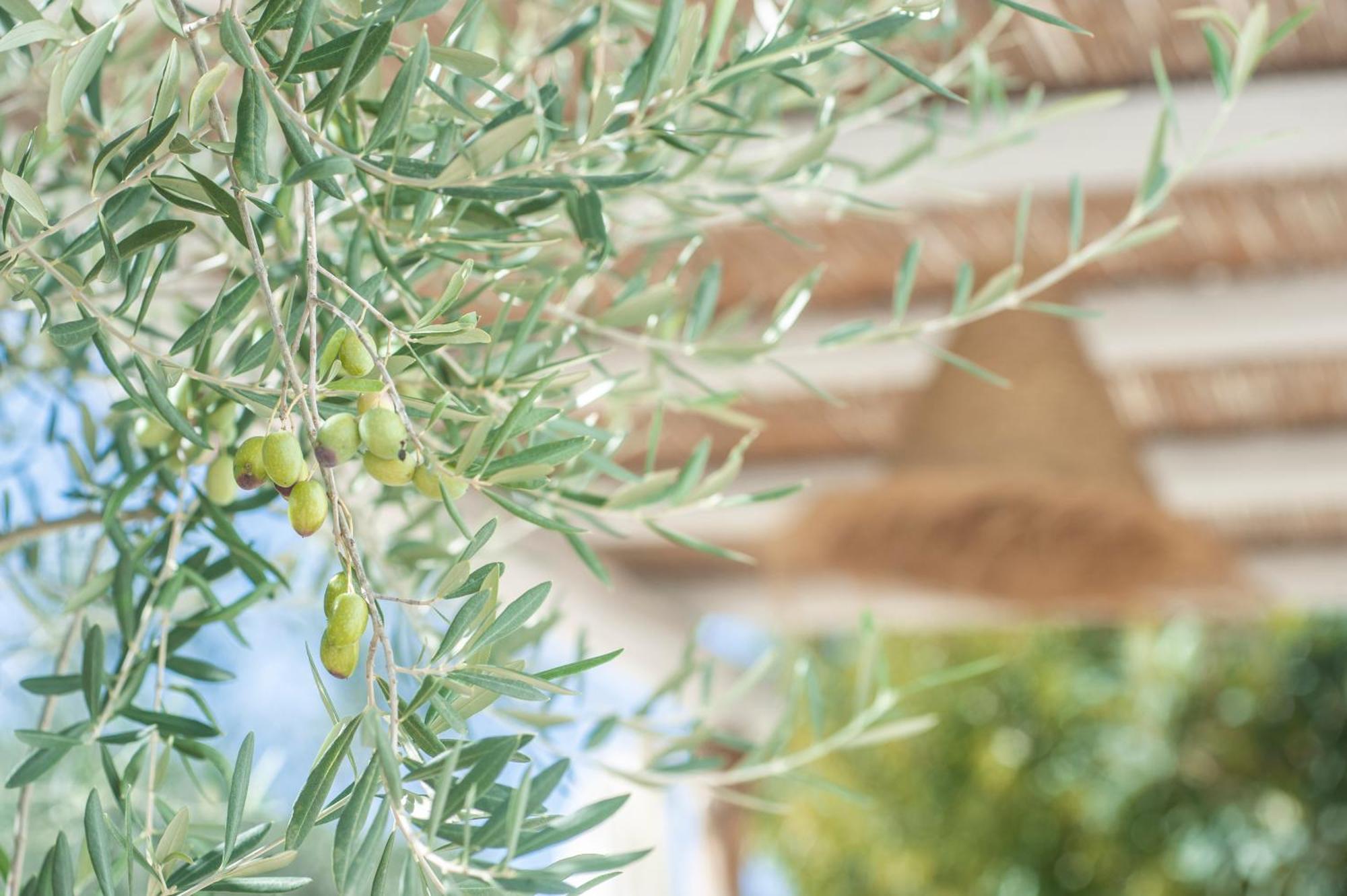 Hotel Dimora Il Mandorlo Ostuni Exterior foto